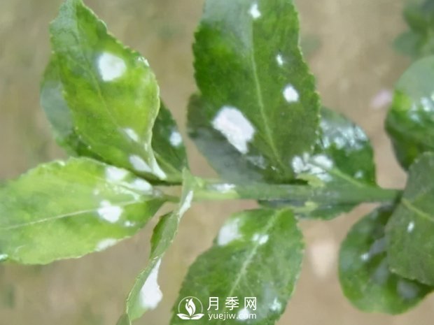 園林綠化樹木3-5月份養(yǎng)護管理要點(圖8)