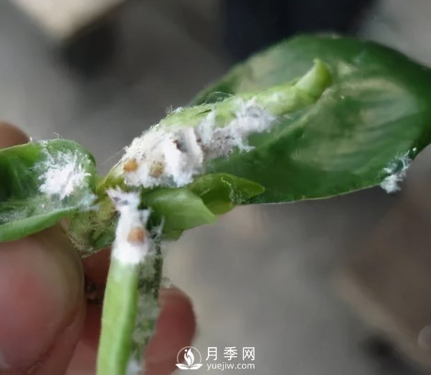 園林綠化樹木3-5月份養(yǎng)護管理要點(圖2)