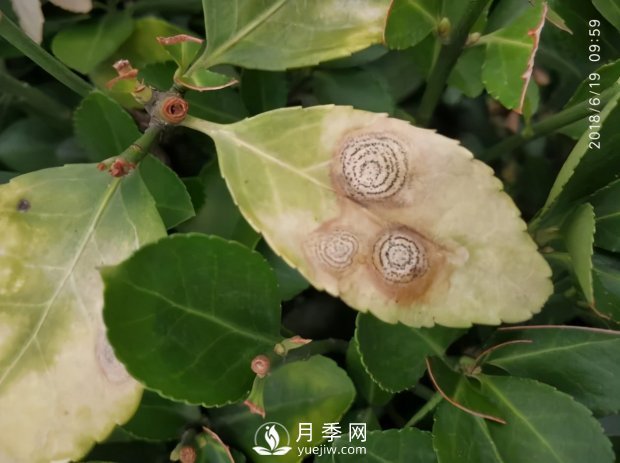 園林綠化樹木3-5月份養(yǎng)護管理要點(圖10)