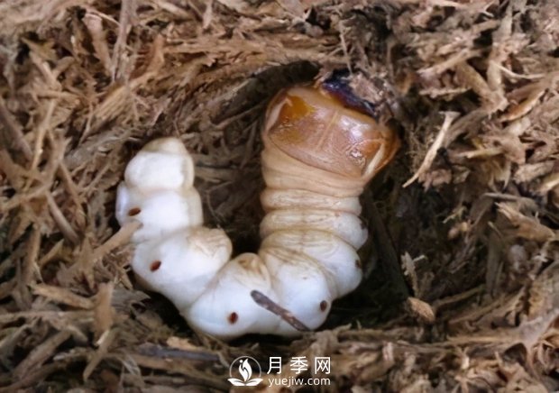園林綠化樹木3-5月份養(yǎng)護管理要點(圖7)