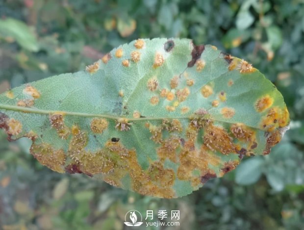 園林綠化樹木3-5月份養(yǎng)護管理要點(圖9)