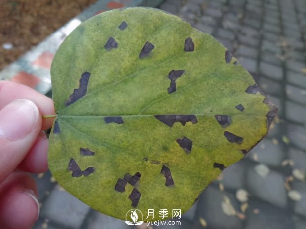 園林綠化樹木3-5月份養(yǎng)護管理要點(圖11)