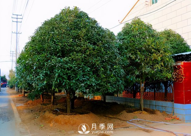 春季桂花移栽修剪有訣竅，苗場老農(nóng)親傳經(jīng)驗(圖1)