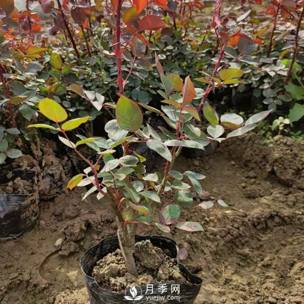 大花盆栽月季批發(fā)，粉扇.緋扇.口紅.金鳳凰(圖1)