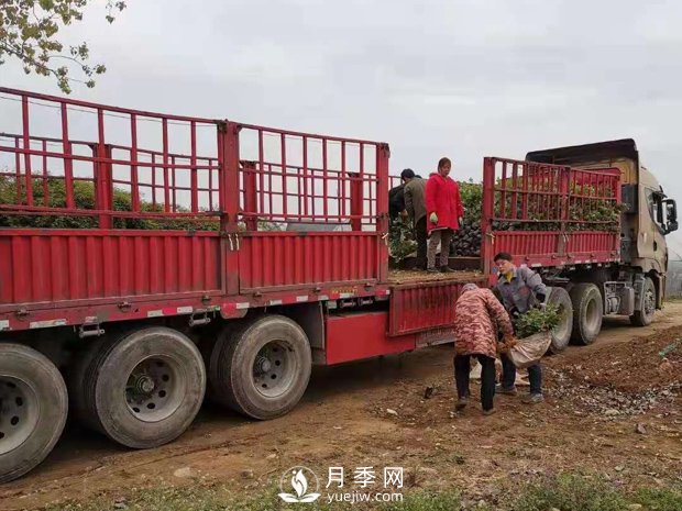 大花盆栽月季批發(fā)，粉扇.緋扇.口紅.金鳳凰(圖4)