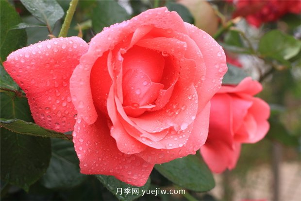 實(shí)測3款“識花小程序”，讓你再也不愁認(rèn)錯(cuò)花(圖1)