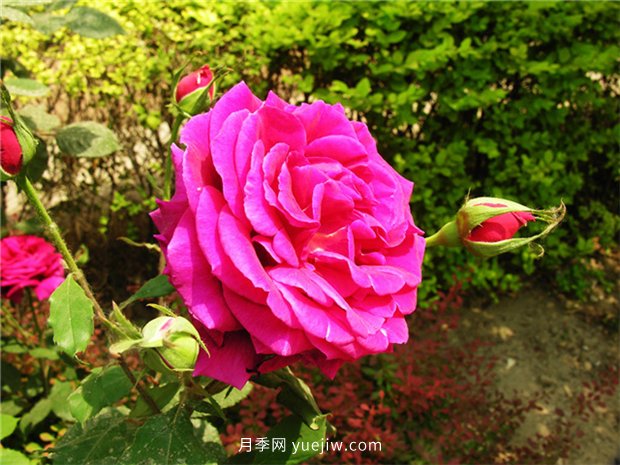 剛買的南陽(yáng)月季花怎么處理(圖1)