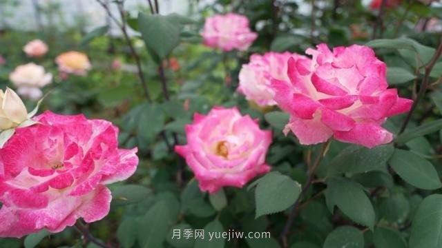 杭州滿城月季綻放，驚艷背后有他功勞(圖1)