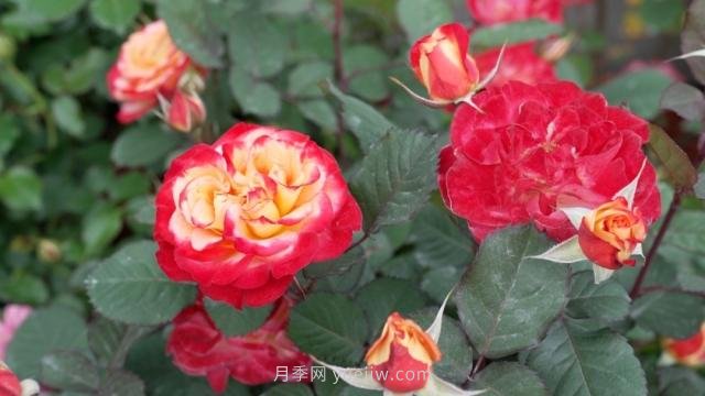 杭州滿城月季綻放，驚艷背后有他功勞(圖5)