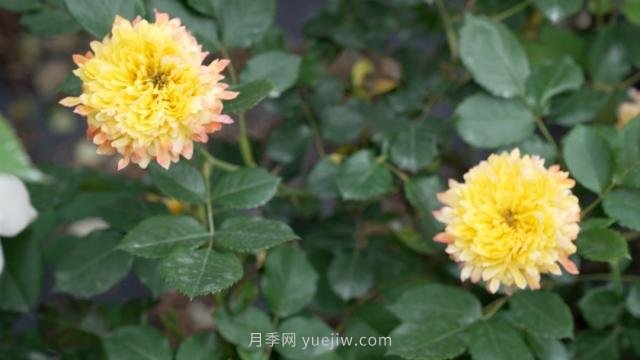 杭州滿城月季綻放，驚艷背后有他功勞(圖6)