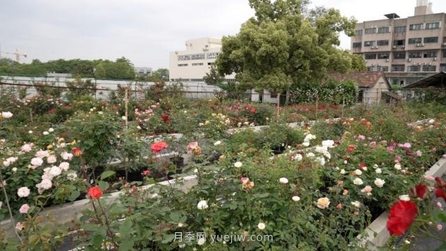 杭州滿城月季綻放，驚艷背后有他功勞(圖7)