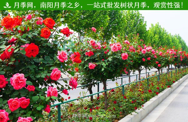 1-10公分月季樹價(jià)格是多少？樹狀月季5月報(bào)價(jià)單！(圖2)
