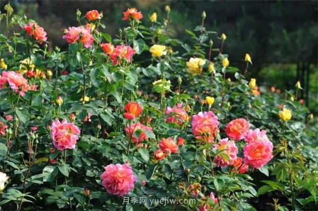 張愛玲的薔薇名句，薔薇處處開，可愛又可親(圖1)