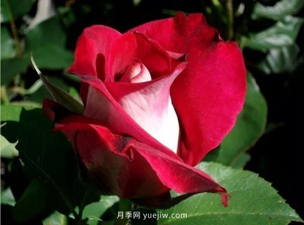 新手必備9個大花月季經(jīng)典品種，不可錯過的美人(圖6)