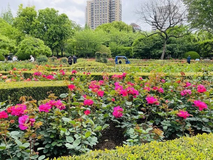 上海復興公園月季園，月季花開獻給市民的視覺盛宴(圖3)
