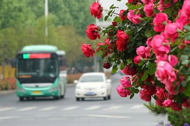 滿城飄香賞月季，月季花開驚艷了四月的鄭州(圖3)