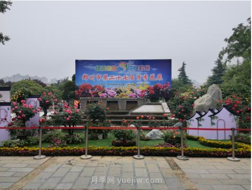 滿城飄香賞月季，月季花開驚艷了四月的鄭州(圖6)