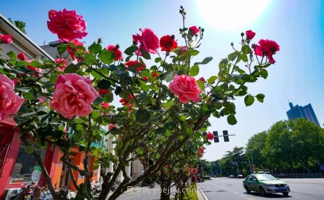 滿城飄香賞月季，月季花開驚艷了四月的鄭州(圖4)