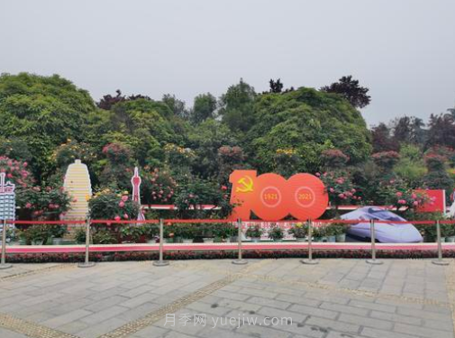 滿城飄香賞月季，月季花開驚艷了四月的鄭州(圖5)