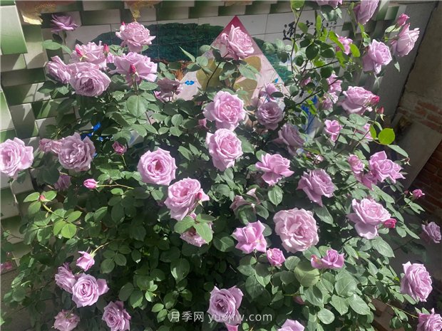 30多歲的藍(lán)色尼羅河月季長什么樣？見識下(圖2)