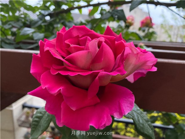 古龍?jiān)录?，?qiáng)烈推薦給喜愛月季花的花友(圖1)