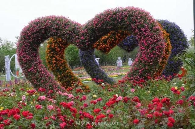 6000余種月季盛開 花?！白砻馈蹦详柍?圖1)