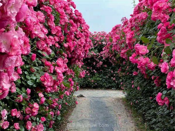鄭州漫花里藤本月季花海，網(wǎng)友稱之為“花海迷宮”紛紛去打卡(圖1)