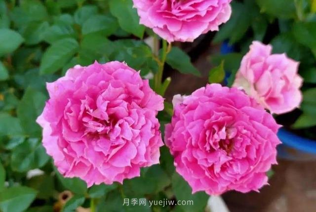 推薦6個(gè)濃香月季品種，抗病好養(yǎng)，香水月季就選她(圖3)