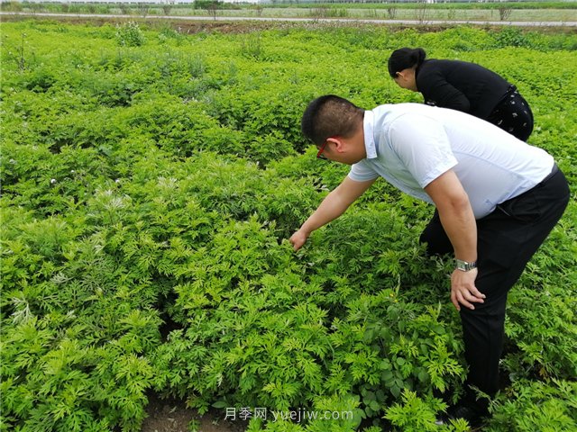 社旗艾草產(chǎn)業(yè)，艾成熟香滿田(圖1)