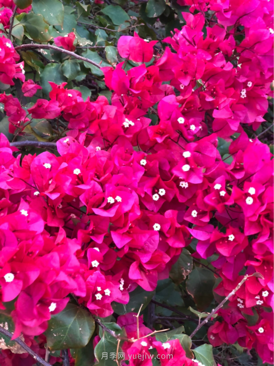 4種花卉，花友入坑不能自拔，尤其是月季(圖2)