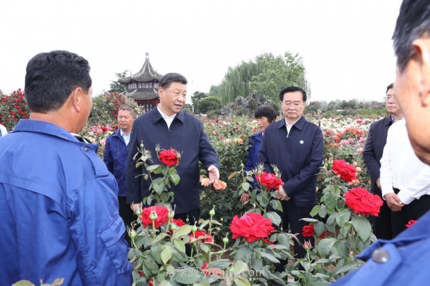 ***走進這片花海，南陽月季產(chǎn)業(yè)生態(tài)富民(圖1)