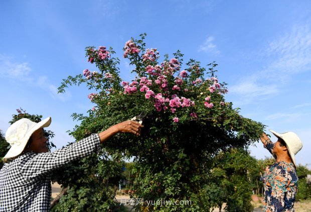 ***走進這片花海，南陽月季產(chǎn)業(yè)生態(tài)富民(圖5)
