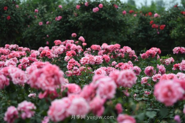 ***走進這片花海，南陽月季產(chǎn)業(yè)生態(tài)富民(圖3)