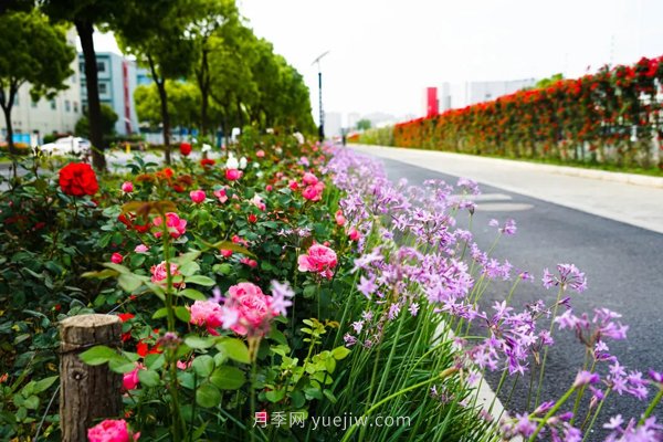 百個(gè)景點(diǎn)、百條花道、百里花帶……未來(lái)幾月，上海繁花似錦(圖7)