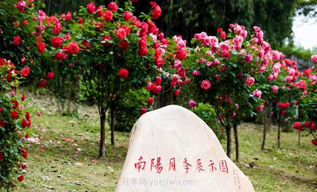同賞一束花，共沐月季香，看南陽月季如何變?yōu)槲錆h“街花”(圖4)