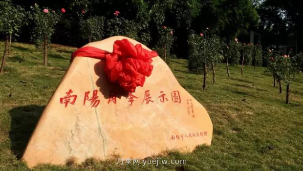 同賞一束花，共沐月季香，看南陽月季如何變?yōu)槲錆h“街花”(圖3)