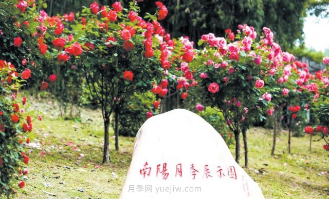 南陽月季變身武漢網(wǎng)紅，花中皇后香飄大江南北(圖2)