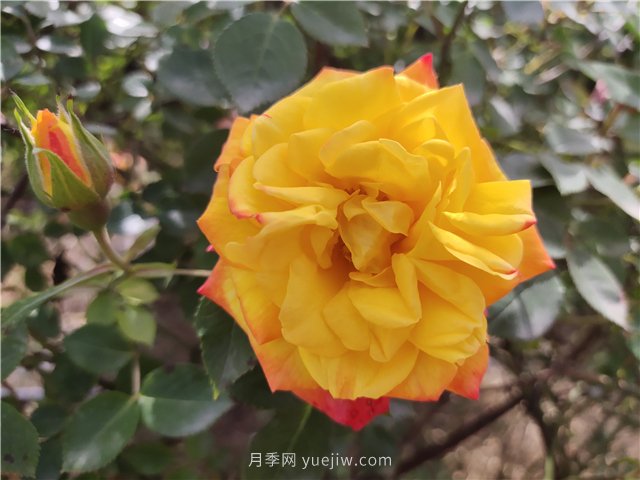 家庭養(yǎng)花葉子發(fā)黃的5種表現和解決辦法(圖1)