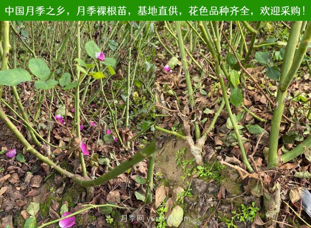 月季網(wǎng)：月季裸根苗的選購、栽植、肥水、養(yǎng)護技術(shù)大全(圖1)