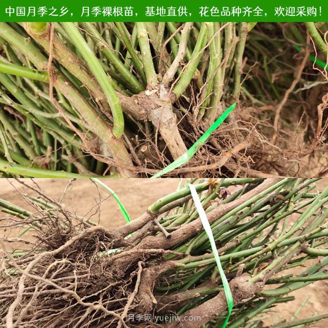 月季網(wǎng)：月季裸根苗的選購、栽植、肥水、養(yǎng)護技術(shù)大全(圖3)