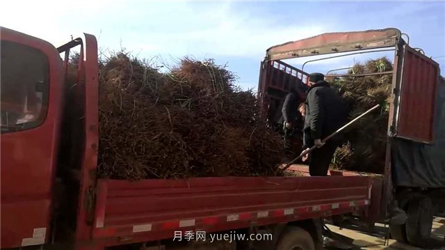 月季網(wǎng)：月季裸根苗的選購、栽植、肥水、養(yǎng)護技術(shù)大全(圖5)
