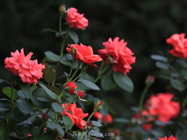 月季，盛開在山野的玫瑰(原創(chuàng)散文)(圖1)