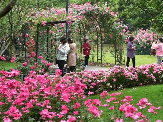 月季植物造景，塑造城市園林景觀(圖1)