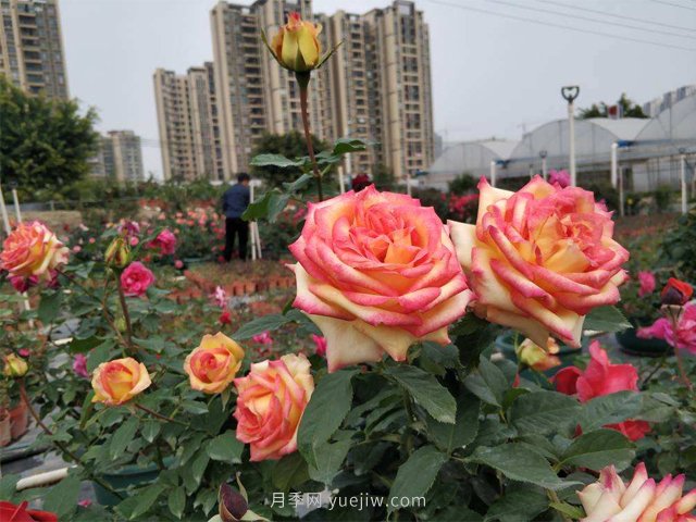 田園綜合體是什么？搞什么？怎么搞？(圖1)