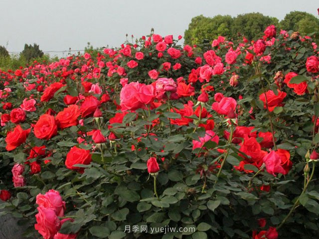 種植月季花使用什么土壤比較合適？(圖1)