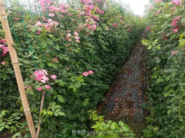 藤本月季不開花不爬藤是什么原因造成的？(圖1)