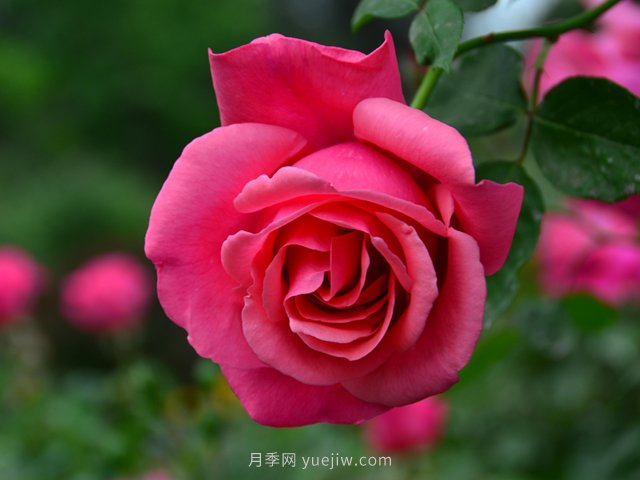 月季新苗批發(fā)可以打藥嗎？打藥過(guò)多應(yīng)該怎么辦？(圖1)