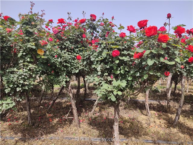 樹狀月季應該什么時候打頂？打頂后多久會發(fā)芽？(圖1)