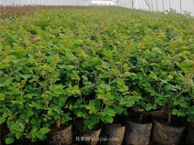 春天買的月季苗非常容易死掉，需要如何養(yǎng)護(圖1)