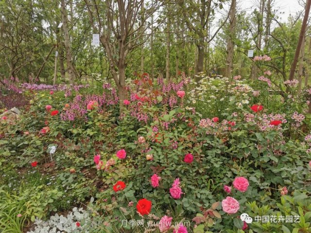 第十屆花博會(huì)，＂中州花語(yǔ) 盛世繁華＂演繹河南文化(圖2)